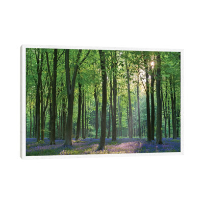 Bluebell Forest II by Adam Burton - Print on Canvas