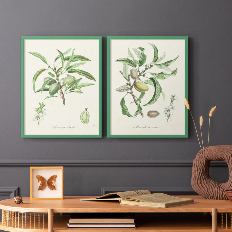 Antique Ammond Botanical III - reproduction encadrée de qualité supérieure - prête à être accrochée - aucun clou requis - aucun clou requis