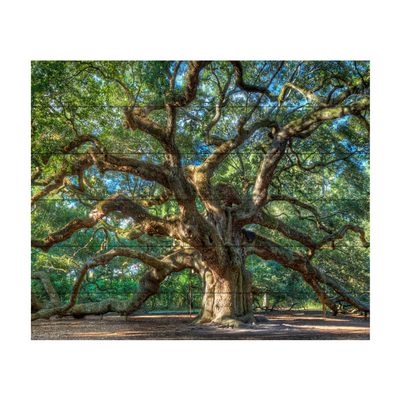 "angel oak charleston" , reproduction de photo, H 18 po x l 22 po x P 0,5 po, Latte en bois
