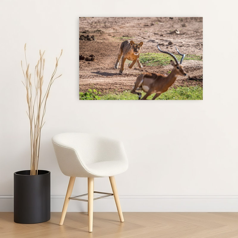 Lioness Impala Chase Contemporary Cat Lion Animal Landscape Wall Art Print by Jeffrey C. Sink - 1 Piece Wrapped Canvas Wall Art