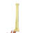 Real Giraffe Leg Bone