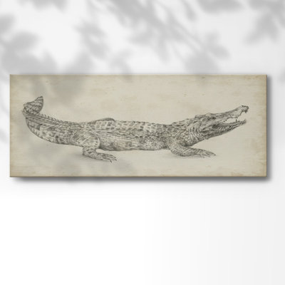 " Crocodile Sketch "