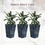Ensemble de 3 pots à fleurs avec trou de drainage Outsunny-933443768