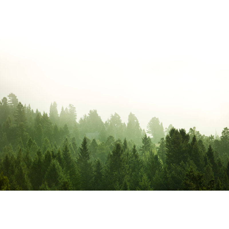 Fond de forêt par Pgiam, H 32 po x l 48 po