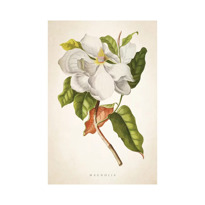 Magnolia Botanical Print I - Wrapped Canvas Painting, 30.48cm H x 20.32cm W x 1.905cm D