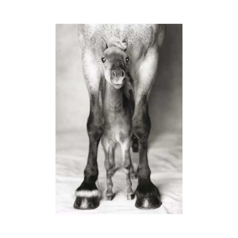 Jumbo And Nippa by Rachael Hale - Print on Canvas, 30.48 cm H x 45.72 cm W, Wrapped Canvas