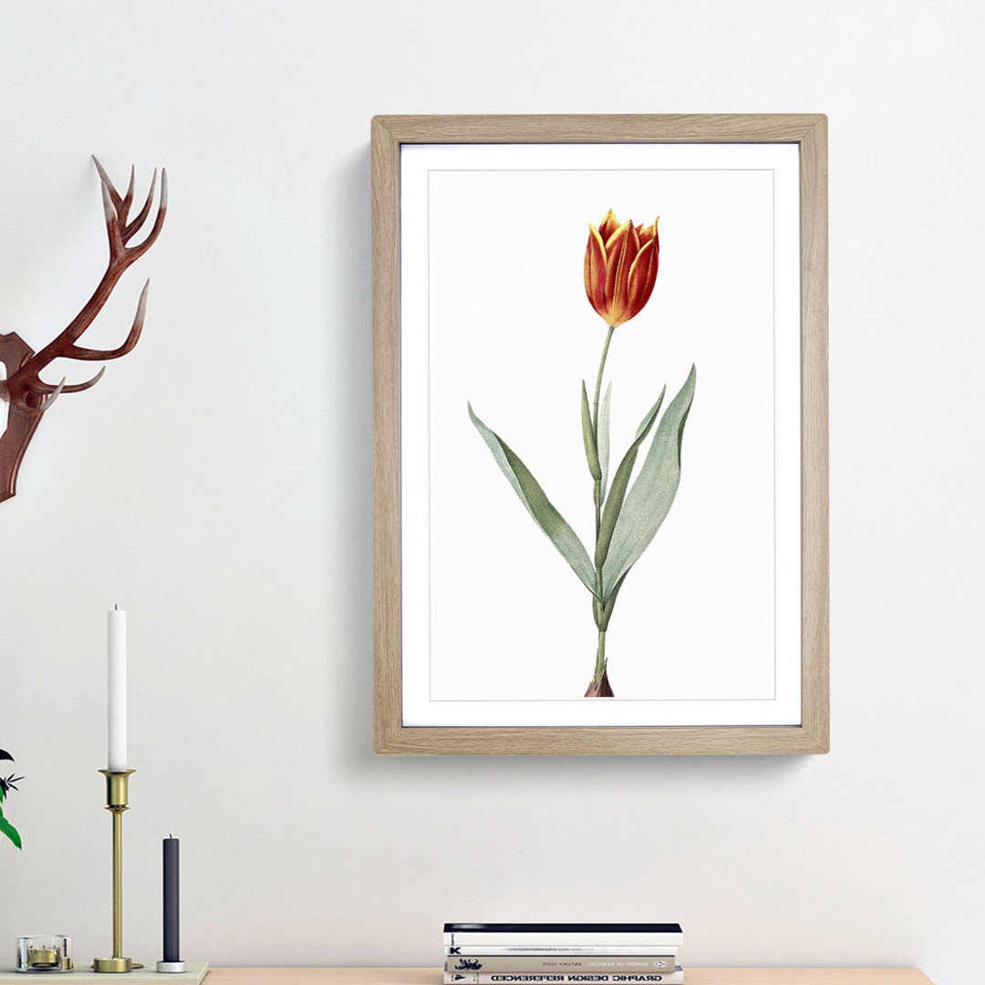 Tulip Flower by Pierre-Joseph Redoute - Framed Print