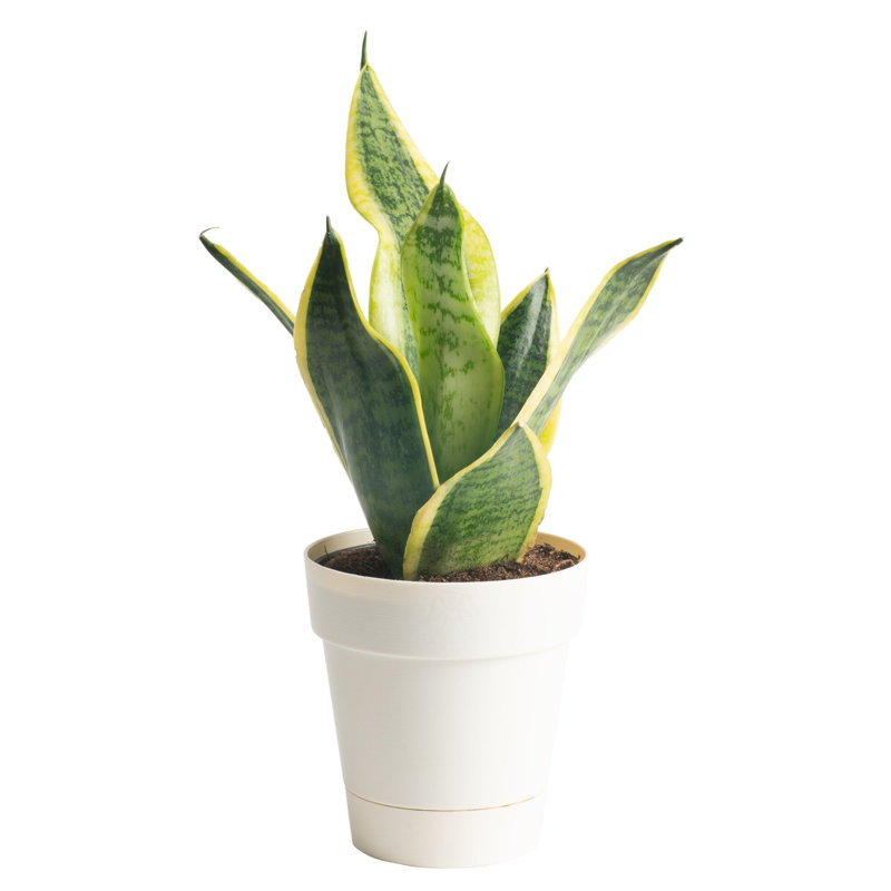 Snake Plant in Décor Planter