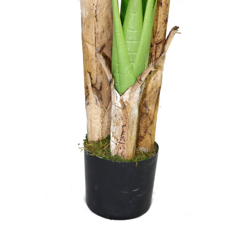 Laura Ashley Panama Banana Leaf Tree in Pot & Reviews | Wayfair