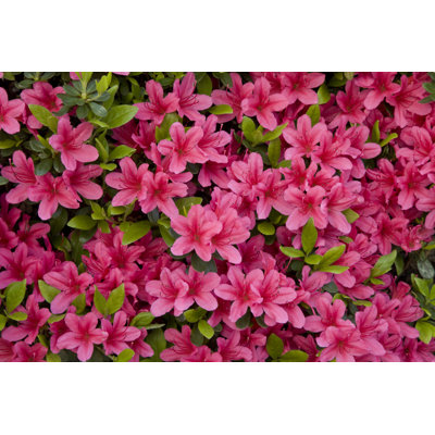 Azalea by Ooyoo