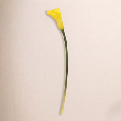 Cauldwell Calla Lily Stems