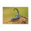 Art mural majestueux Scorpion-1466839300