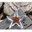 Starfish Dish