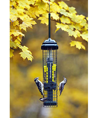 Arlmont & Co. Suet Squirrel-proof Suet Bird Feeder, Green