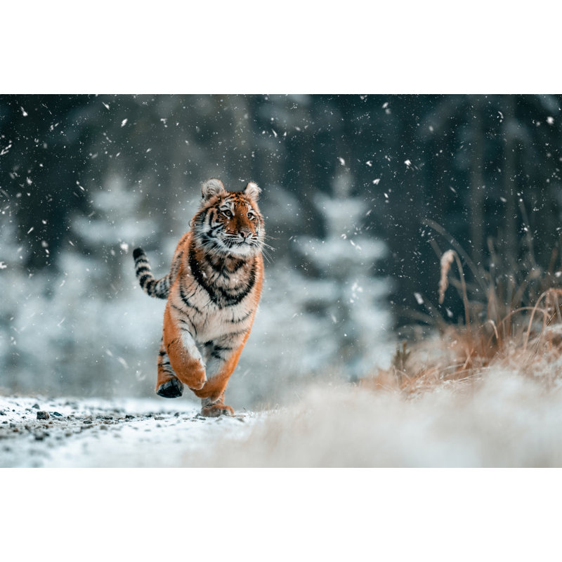 Wrapped Canvas Print