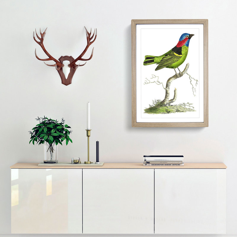 Collared Tanager Bird by George Shaw - Framed Print, 36cm H x 27cm W x 2cm D, Oak Framed