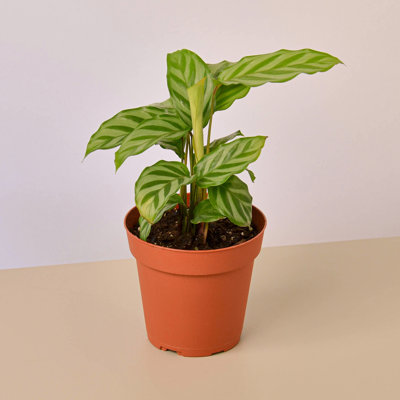 House Plant Shop Live Foliage Plant Low Maintenance Plant Rattan