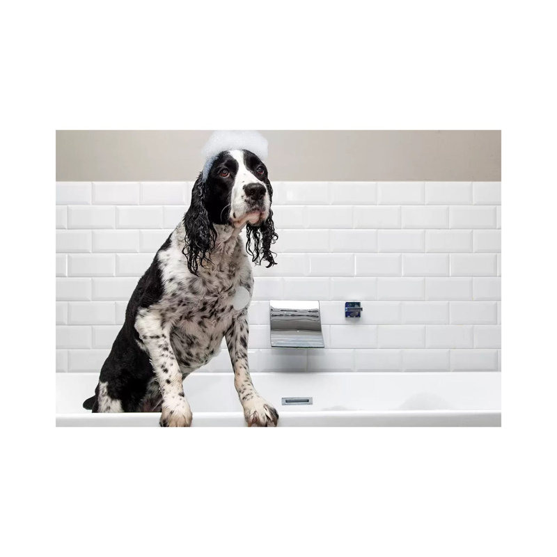 Adorable Springer Spaniel Dog In Tub II by Susan Schmitz - Print on Canvas, 20.32cm H x 30.48cm W x 1.91cm D, Wrapped Canvas