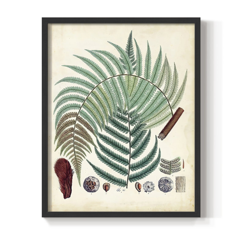 Collected Ferns I Framed Print - Solid Wood, Black, 28" H x 22" W