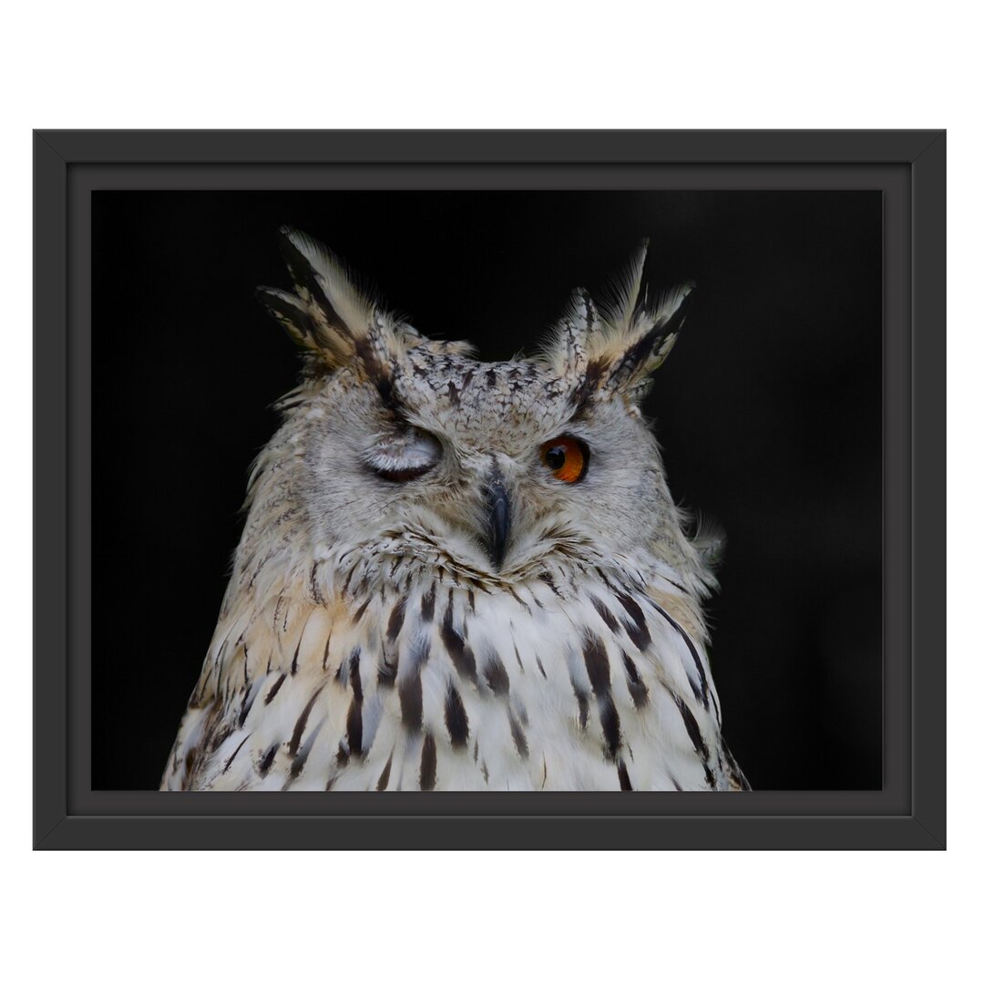 Gerahmter Grafikdruck Dark, Winking Long-Eared Owl