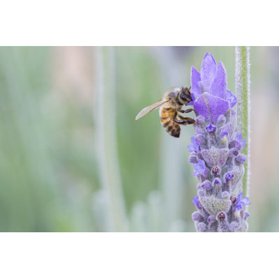 Honey Bee by Avril Morgan - Wrapped Canvas Print