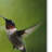 Vidur 'Wake Up Call Hummingbirds' Graphic Art Print on Wrapped Canvas-22072217