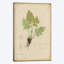 «Roots», impression sur toile-31847335-73205797-73205800