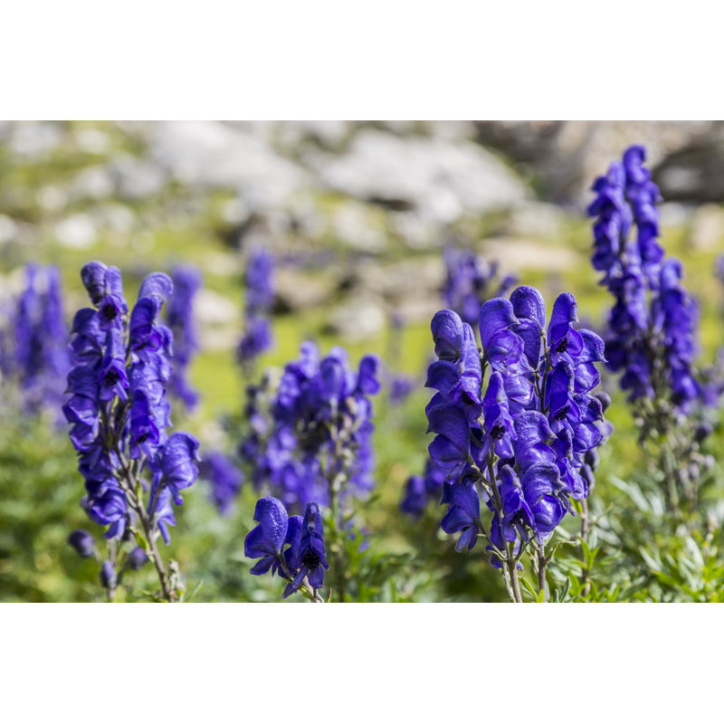 Wildflowers (Aconitum Napellus) - Wrapped Canvas Print, 30cm H x 46cm W