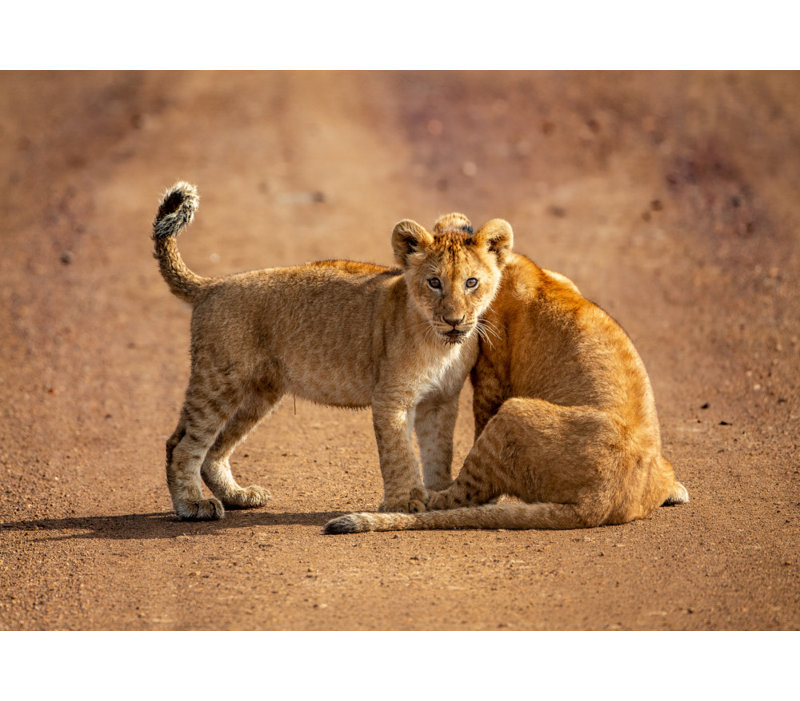 Wrapped Canvas Print, 50.8 cm H x 76.2 cm W
