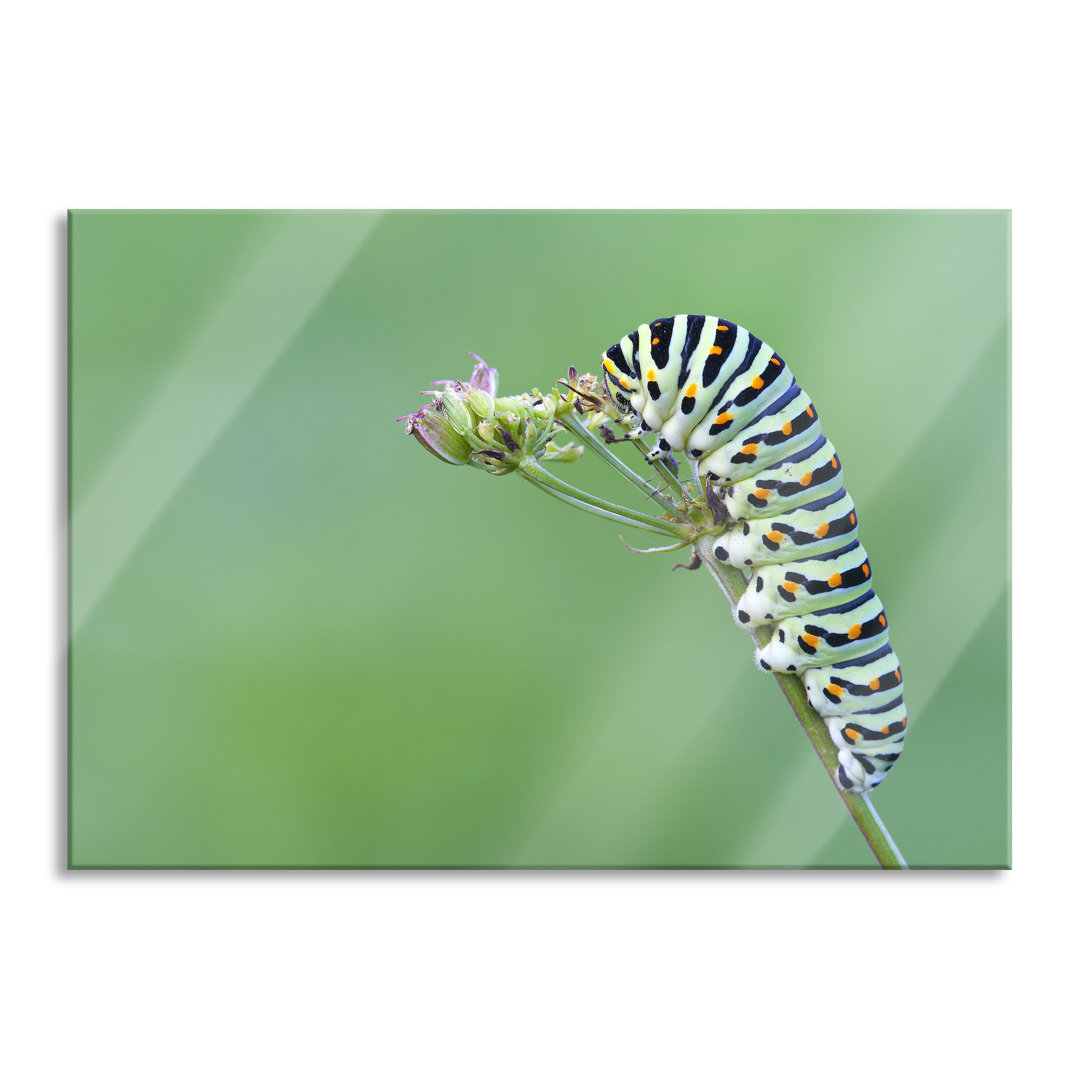 Ungerahmtes Foto auf Glas "Cute Little Caterpillar"