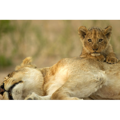Lionceau avec maman par Lyleregg