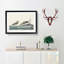 Wilsons Plover Birds by John James Audubon - Picture Frame Painting Print on MDF-55641005-55641003