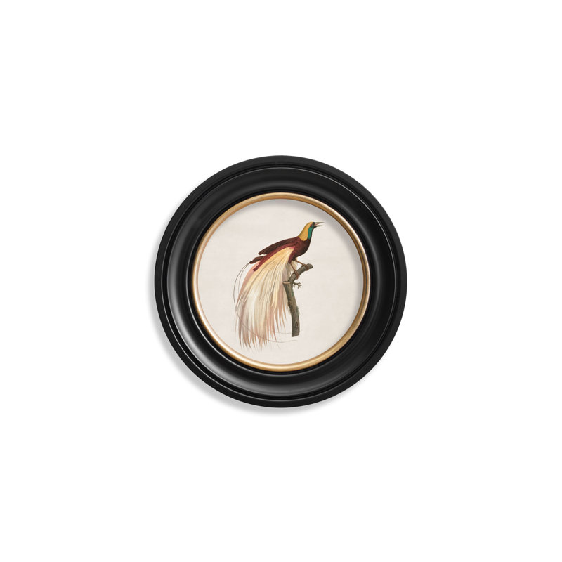 Bird Of Paradise Right Facing by Mid-1800s - Single Picture Frame Print on Archival Matt 230gsm Paper