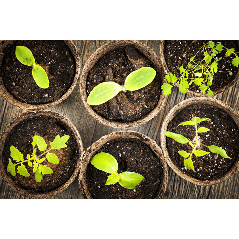 Lauramarie Seedlings Growing In Peat Moss Pots on Canvas par Elenathewise, photographie, L 12 po x H 8 po
