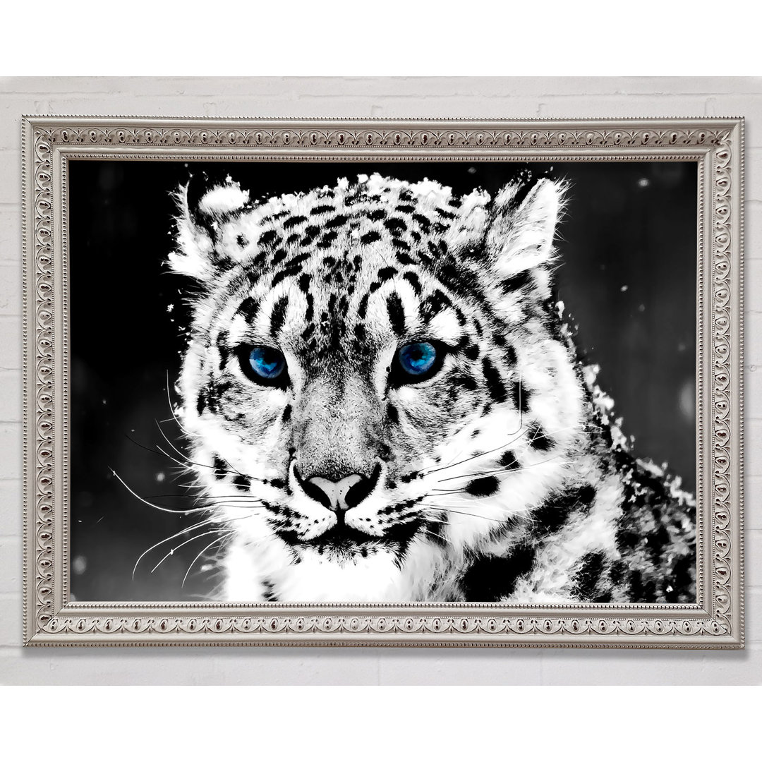 Schnee Blau Auge Leopard - Druck