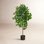 Faux Ficus Tree in Planter