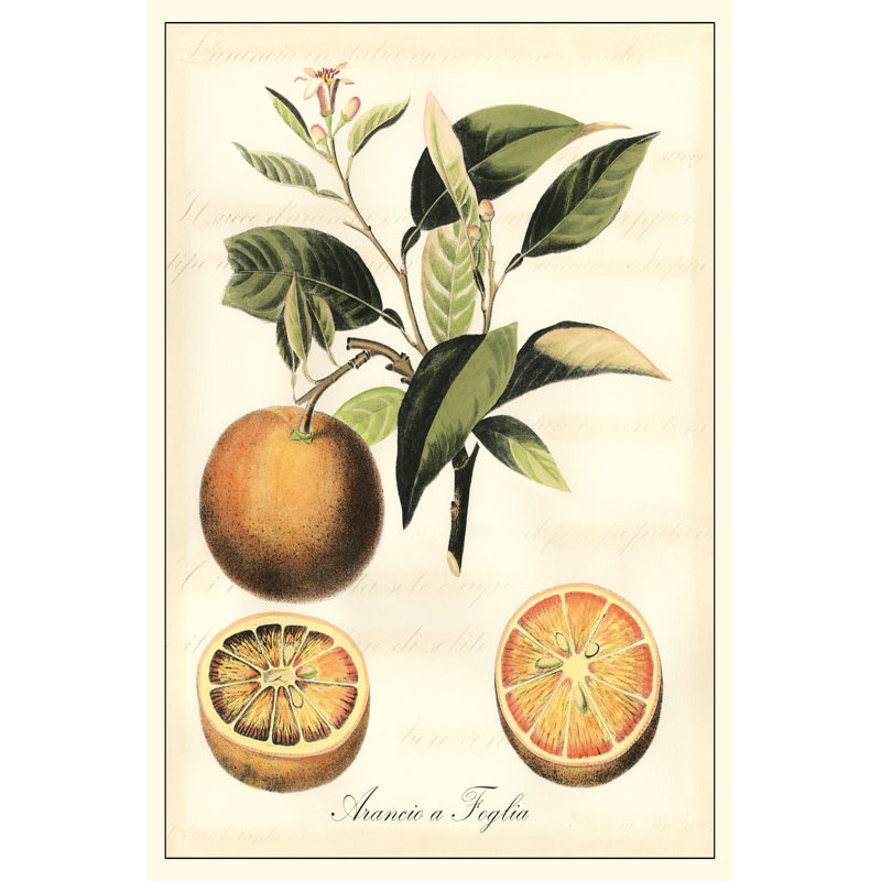 Tuscan Fruits III by Vision Studio - Wrapped Canvas Print, 76cm H x 51cm W x 3.8cm D