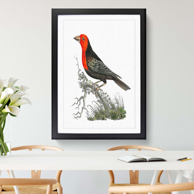 Abyssinian Plant-Cutter Bird by George Shaw - Framed Print