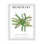 "Rosemary" sur toile-98390738