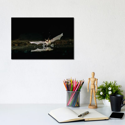Western Long-Eared Myotis Bat, Drinking From Pond, Deschutes National Forest, Oregon by Michael Durham - Wrapped Canvas Print