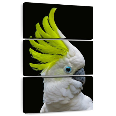 Brampt Yellow Crested Cockatoo