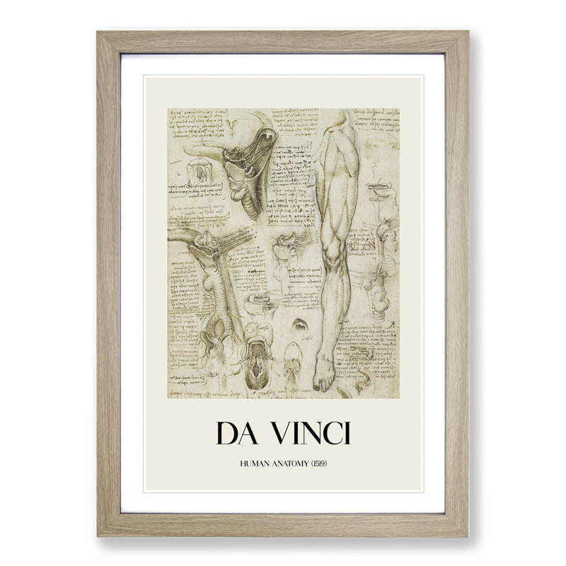 Human Anatomy Vol.7 by Leonardo Da Vinci - Picture Frame Drawing, Oak Framed, 36cm H x 27cm W x 2cm D