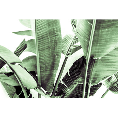 Banana Tree Leaves par Anna Danielewska - Photographie sur toile tendue