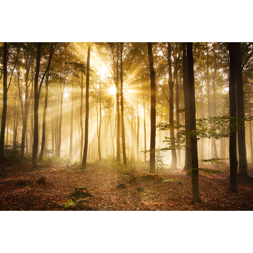 Nebliger Herbstwald von Konradlew - Leinwandbild