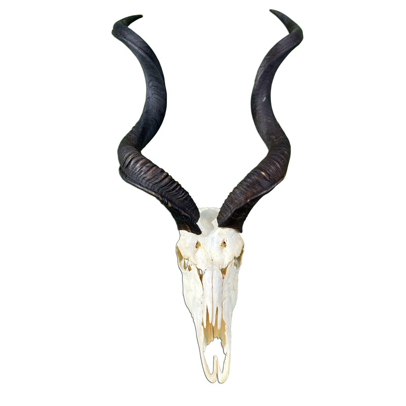 Real Kudu Skull Wall Decor