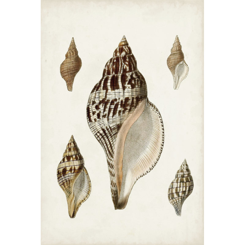 Sowerby Shells VIII by James Sowerby - Wrapped Canvas Print, 46cm H x 30cm W x 3.8cm D