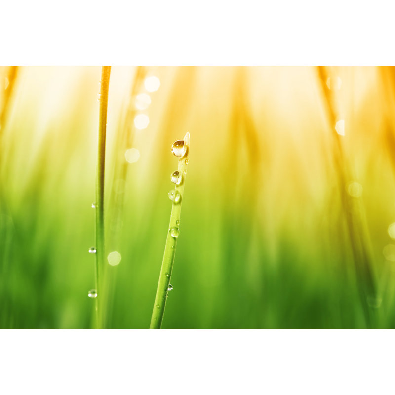 Morning Dew sur les pales de l'herbe par Sbayram, H 32 po x l 48 po