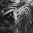 Monochrome Tropicals Leaves Tablecloth | Indoor/Outdoor Decor