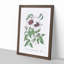 White Leather Clematis Flower - Framed Print-55612569-55612571