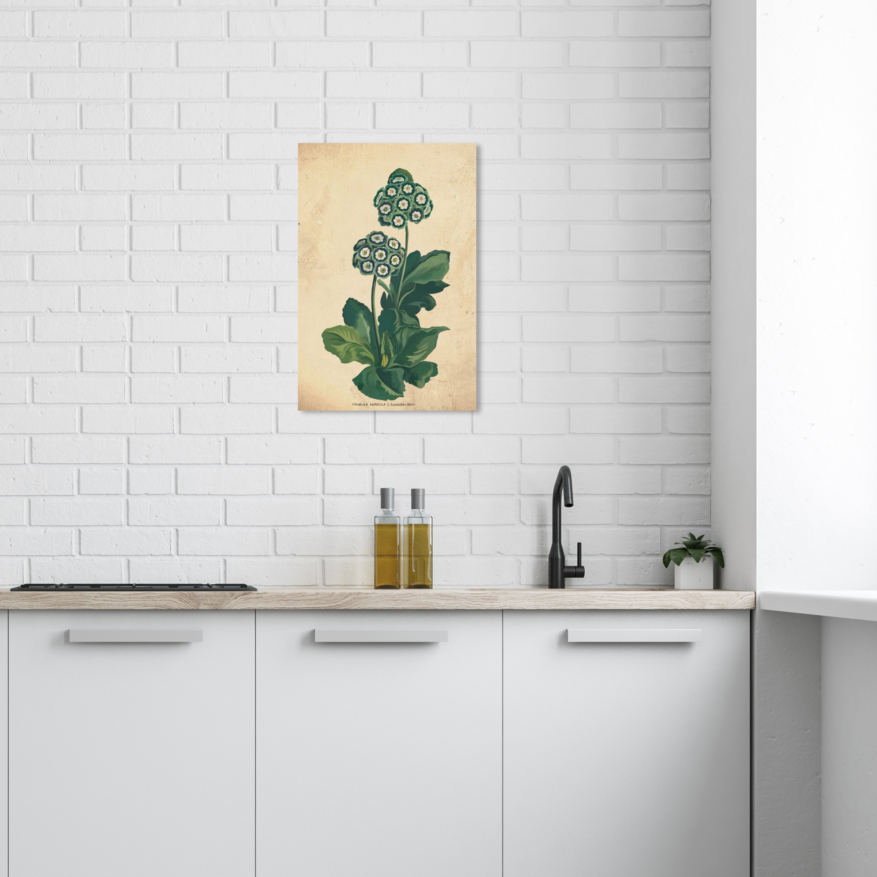 https://assets.wfcdn.com/im/05486678/compr-r85/2551/255132884/kristleifur-primula-auricula-botanical-on-canvas-by-wynwood-studio-print.jpg